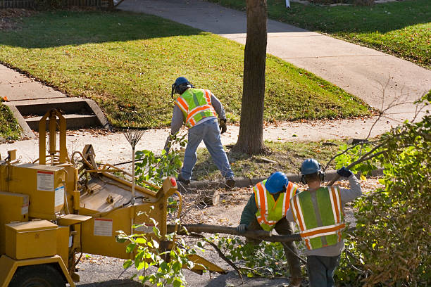 Best Palm Tree Trimming  in Pompton Lakes, NJ